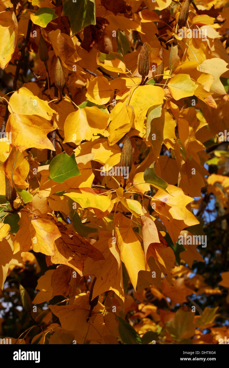 Tulpenbaum, Liriodendron Tulipifera, Magnoliaceae. North East USA. Im Herbst Farbe. Stockfoto