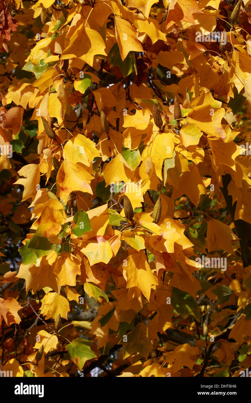 Tulpenbaum, Liriodendron Tulipifera, Magnoliaceae. North East USA. Im Herbst Farbe. Stockfoto