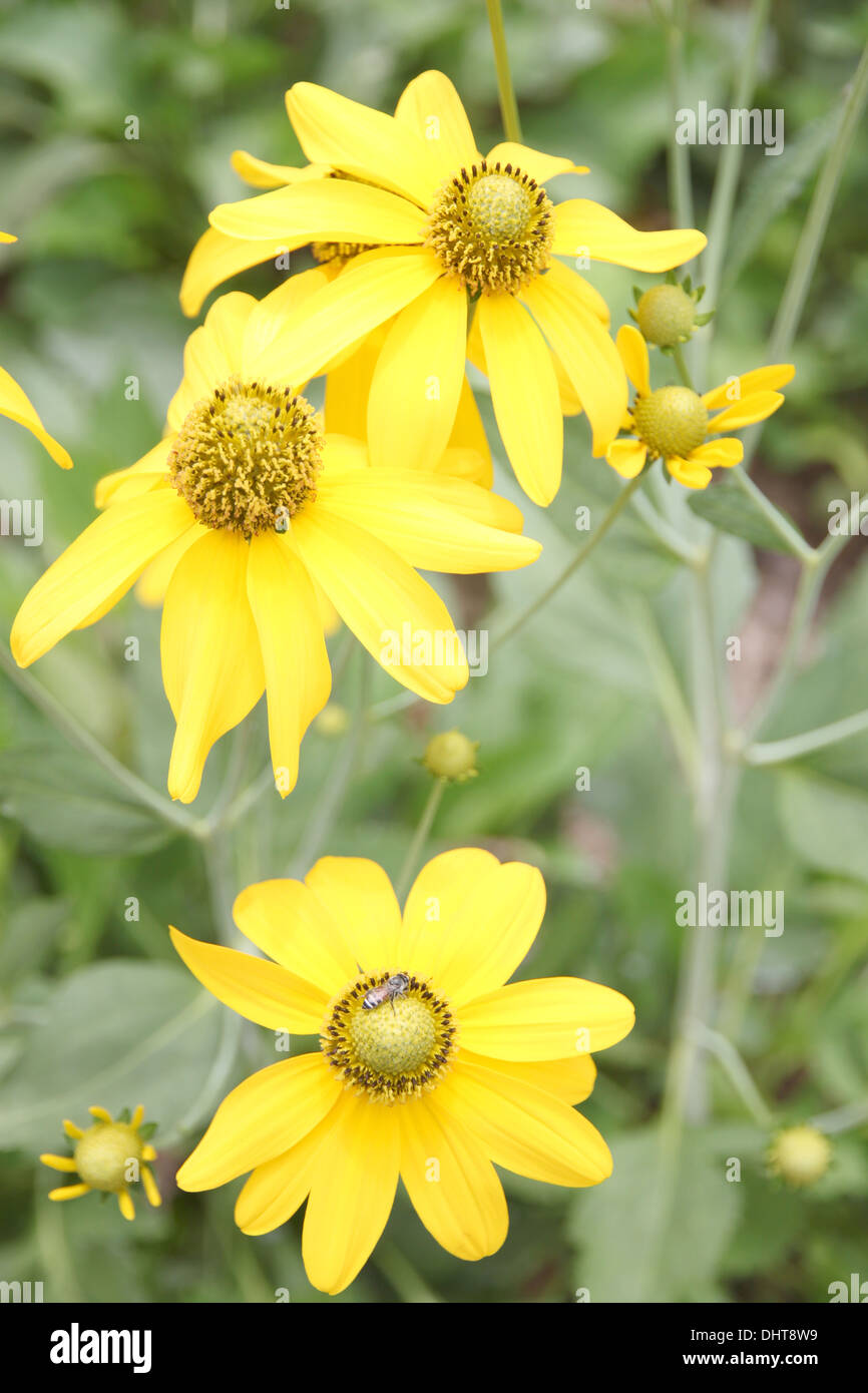 Gelbe Blume ist mexikanische Sonnenblume Unkraut im Garten. Stockfoto