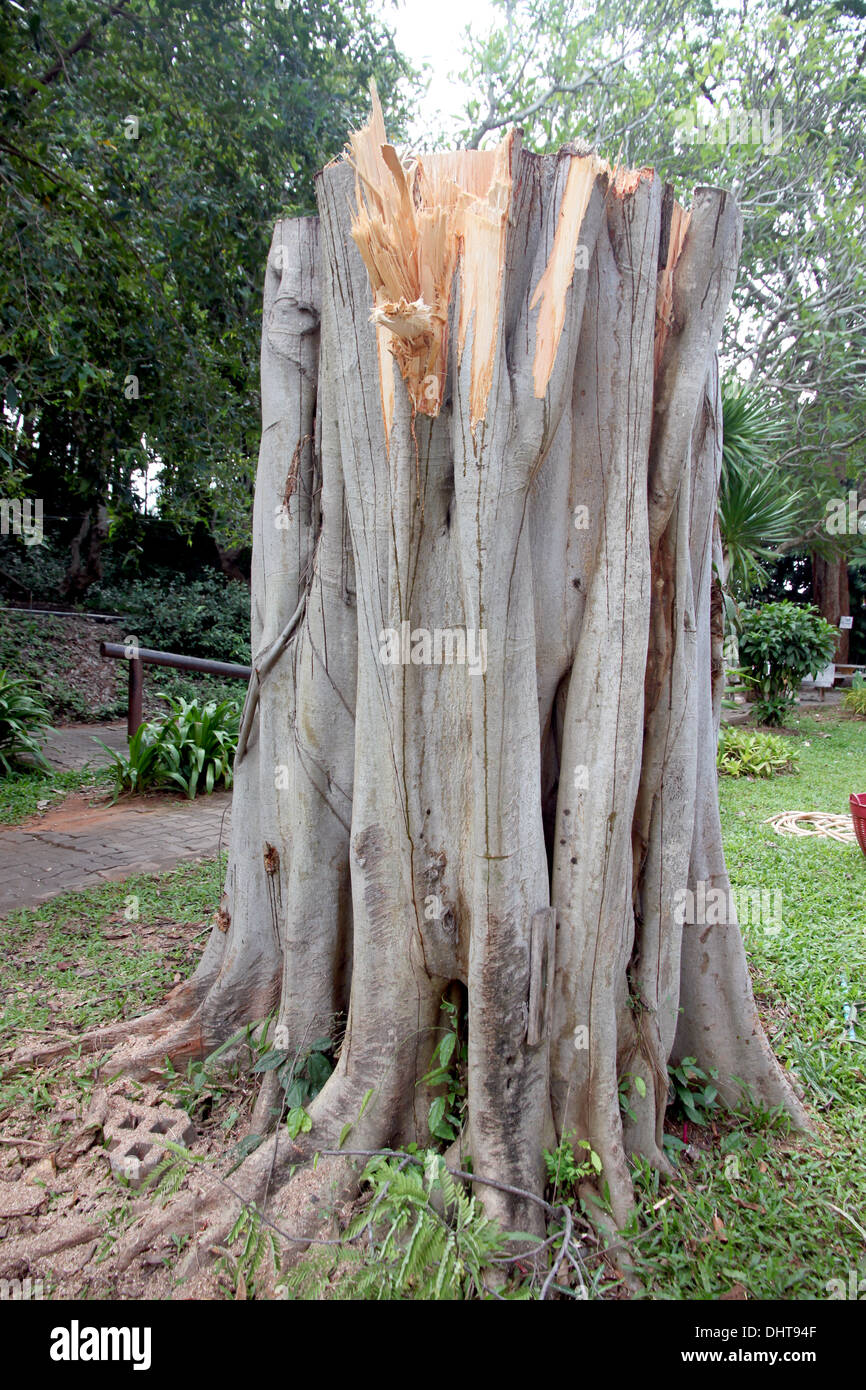 Die Bild-Stümpfe großen Baumes, die geschnitten wurden. Stockfoto