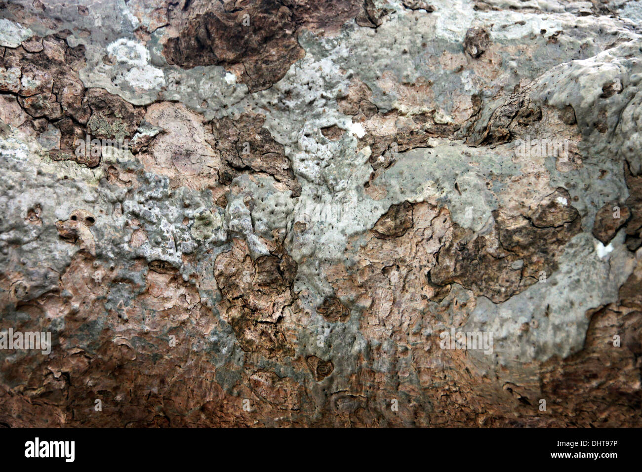 Die Rinde eines Baumes im Wald und machen it-background. Stockfoto