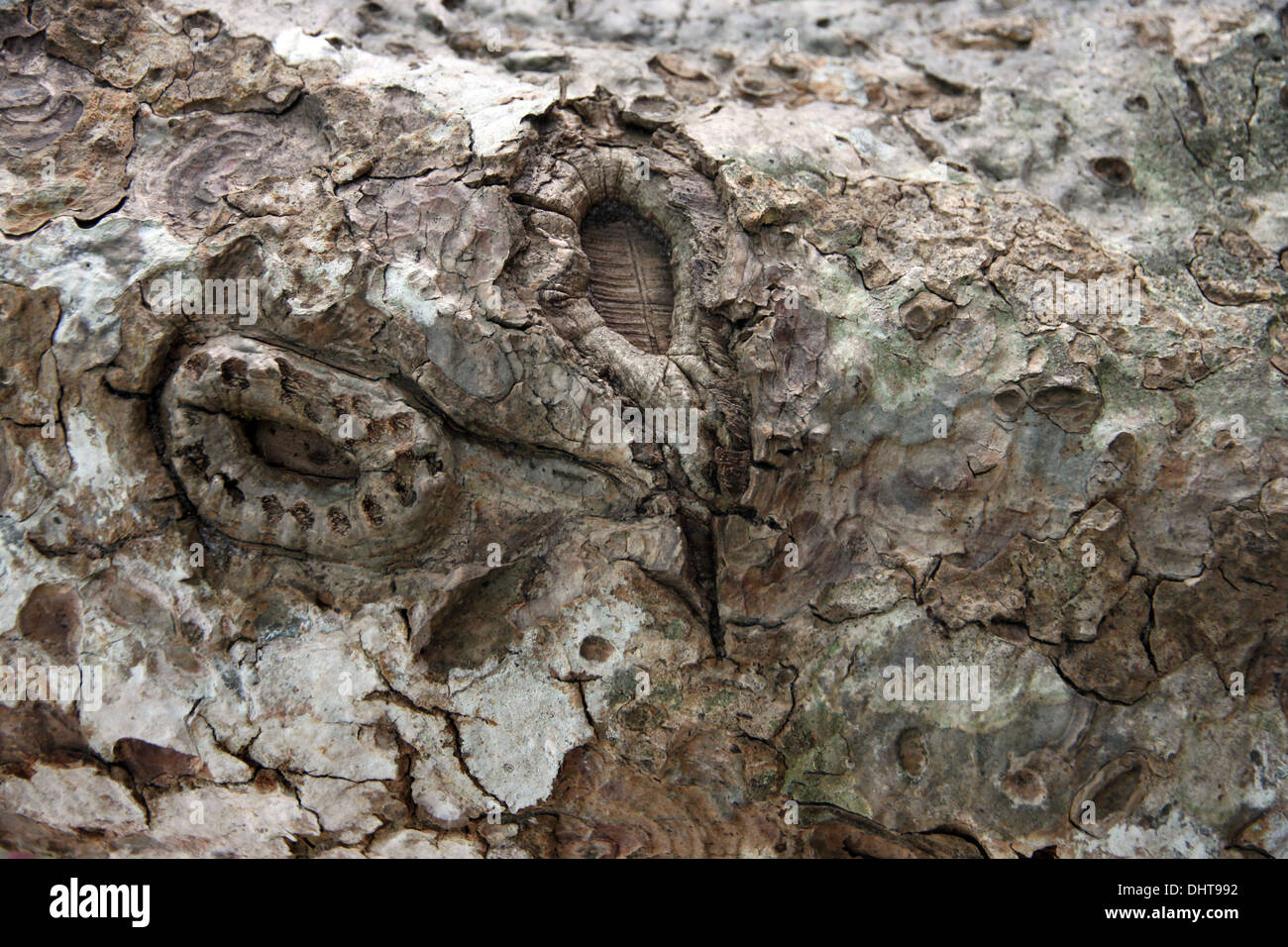 Die Rinde eines Baumes im Wald und machen it-background. Stockfoto