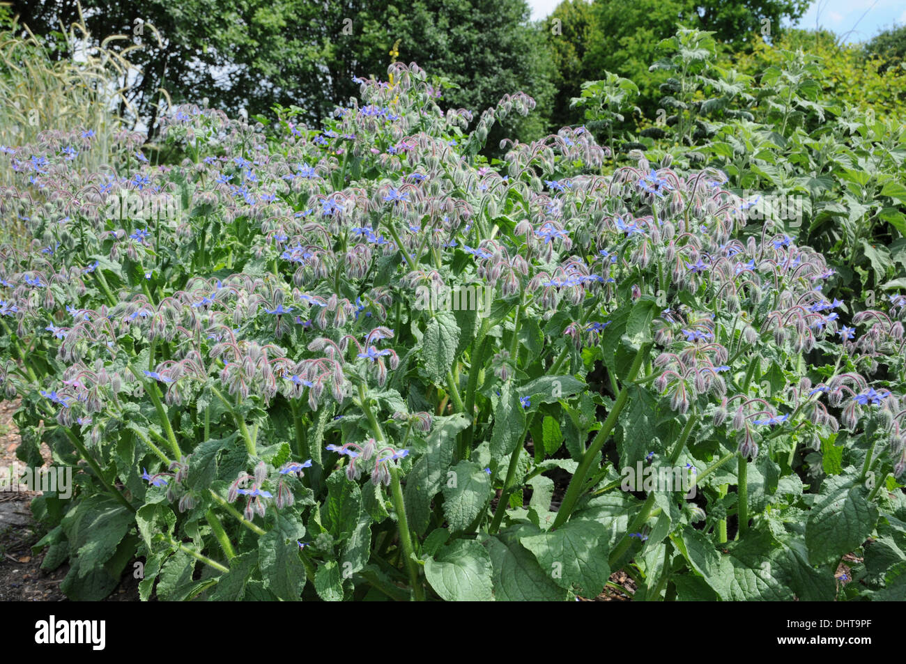 Borretsch garten Fotos und Bildmaterial in hoher Auflösung Alamy