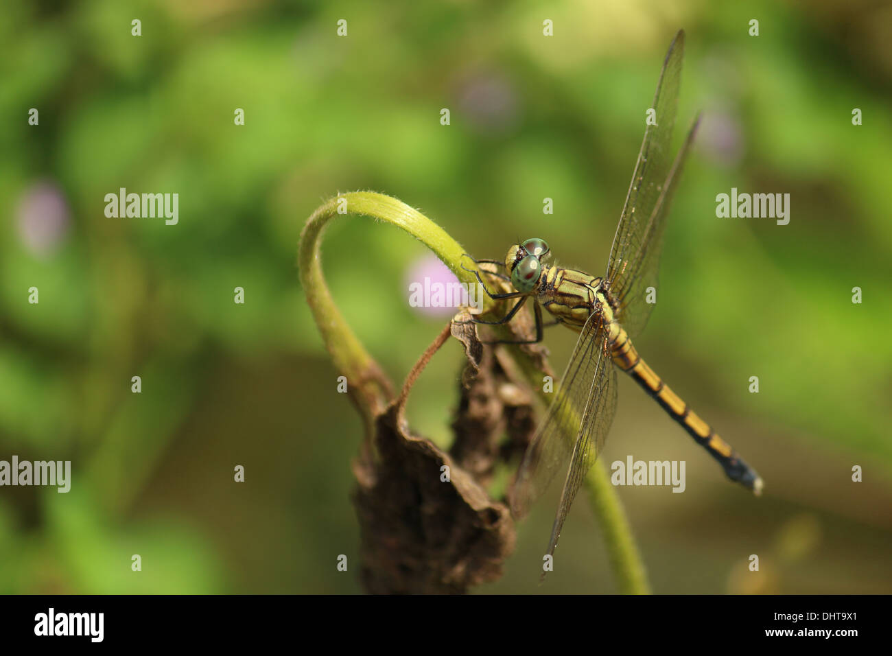 Gelblich grünen Ruddy Marsh Skimmer Libelle auf einem Busch-Zweig Stockfoto