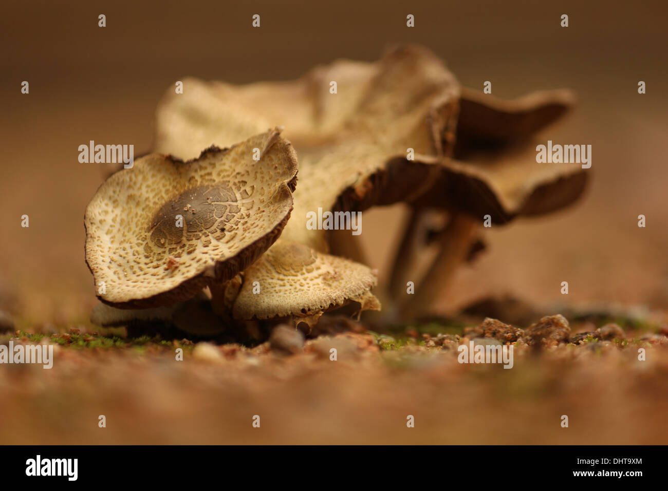 Reihe von Pilz Seitenansicht genommen in Indien Stockfoto