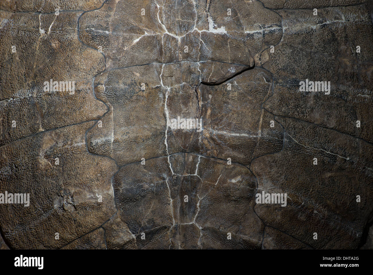 Ein großer Dinosaurier Schildpatt Rücken zusammengeklebt. Stockfoto