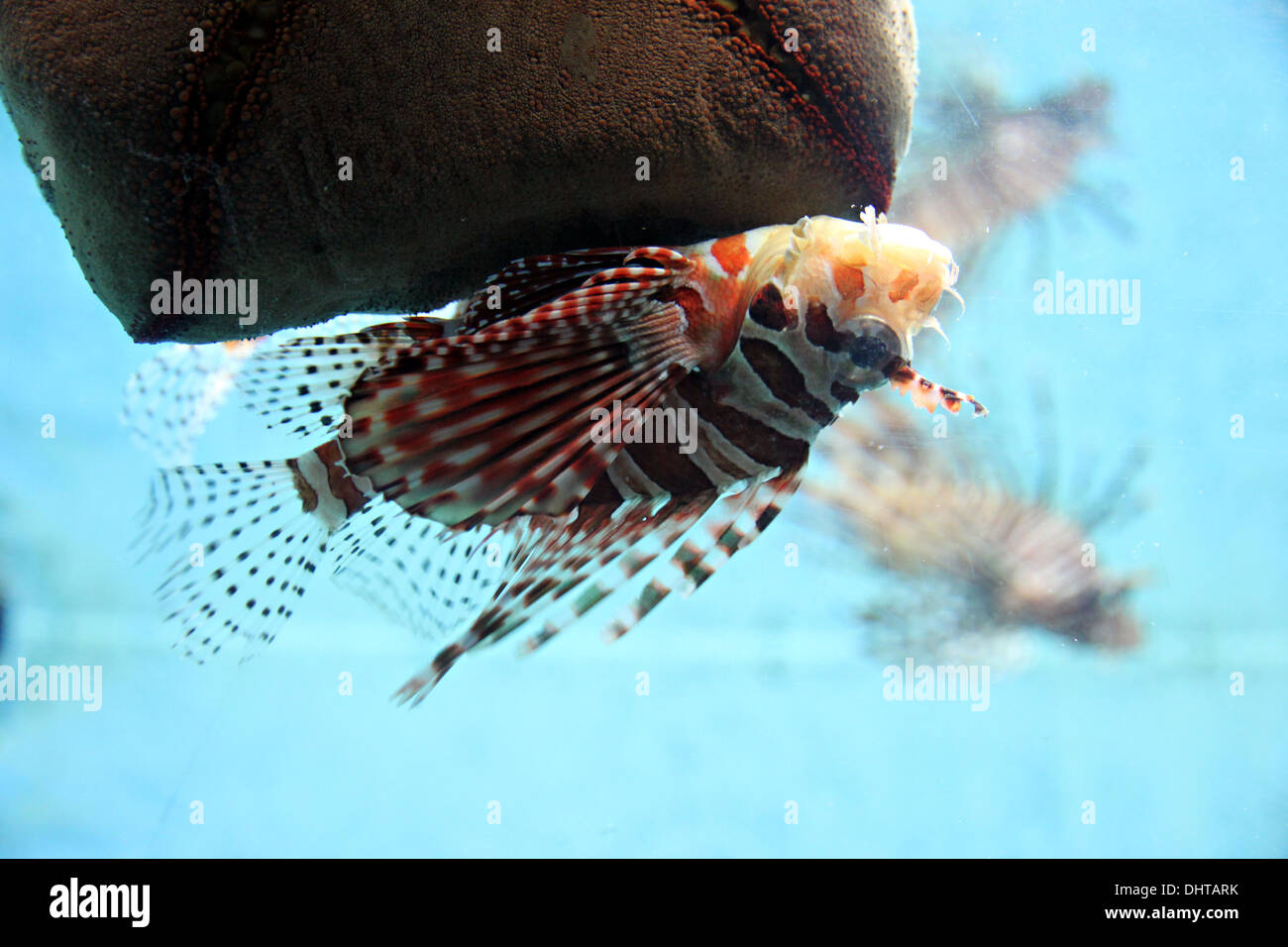Löwe-Fische im Aquarium auf blauem Hintergrund. Stockfoto