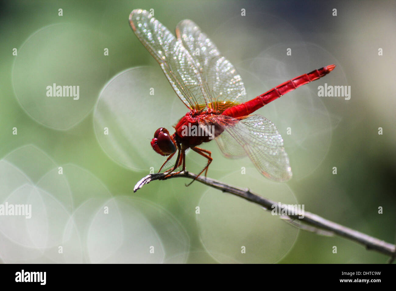 Nahaufnahme einer roten Abstreicheisen Libelle Stockfoto