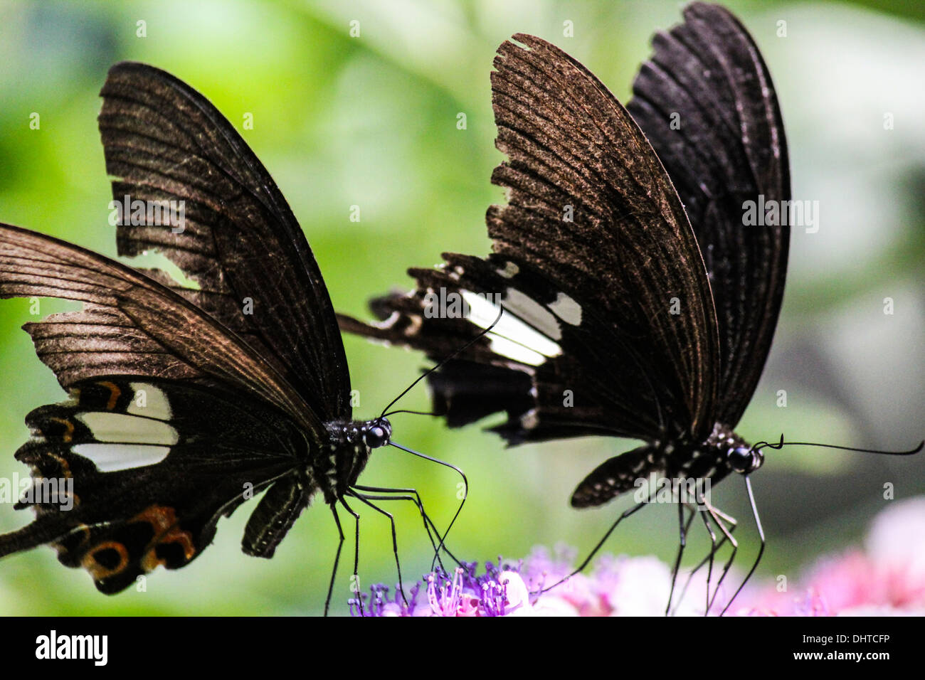 Nahaufnahme der Schwalbenschwanz Schmetterlinge mit zerfetzten Flügel Stockfoto
