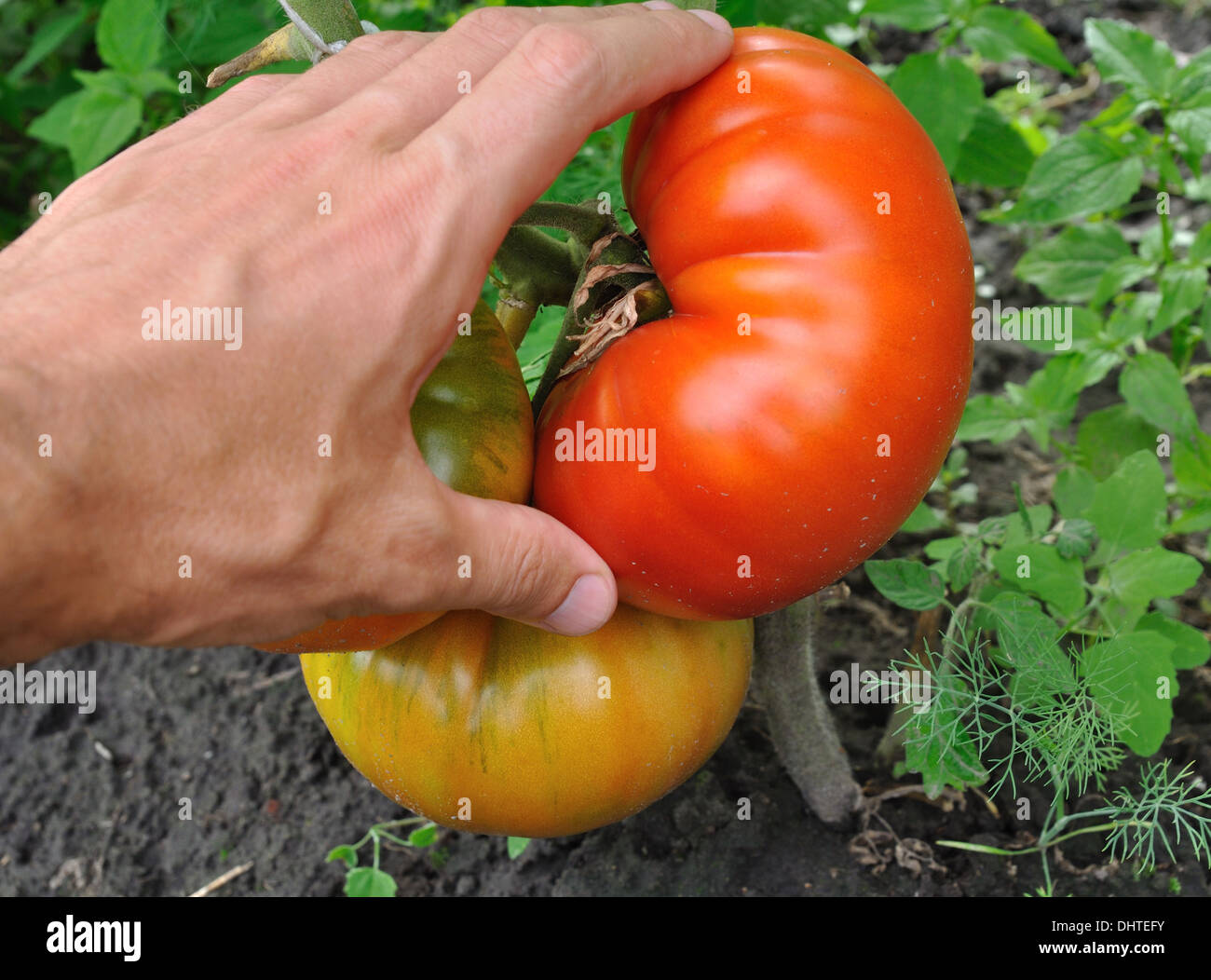 Mann Hand reißen große rote Tomate Stockfoto