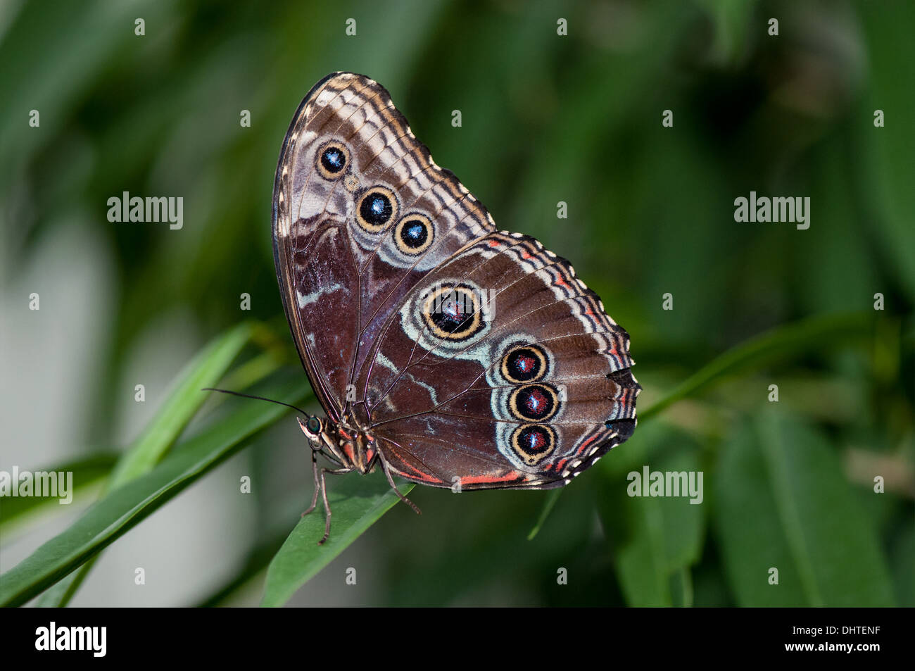 Einen hübschen blauen Morpho-Schmetterling sitzt auf einem Grashalm Stockfoto