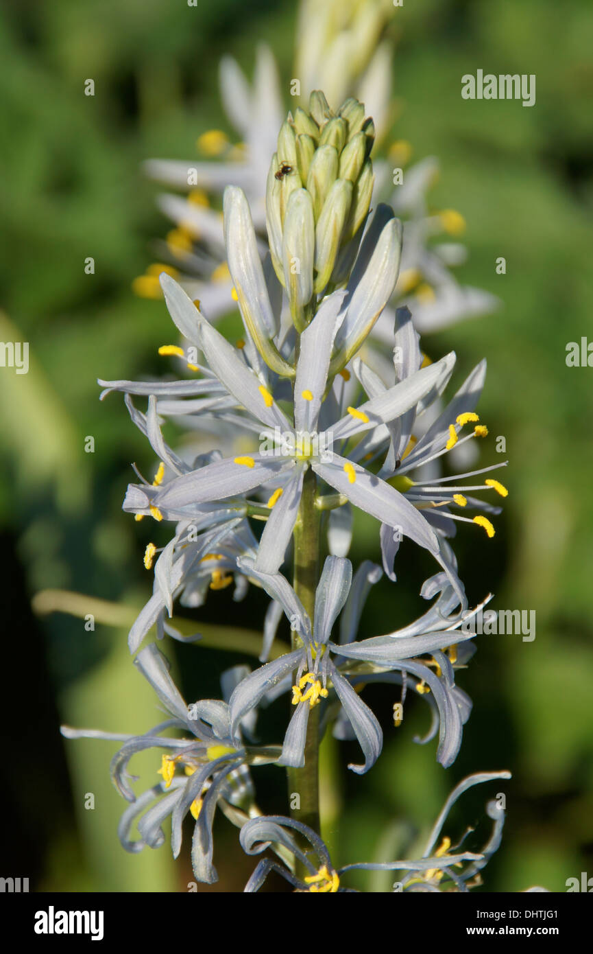 Camassia Stockfoto