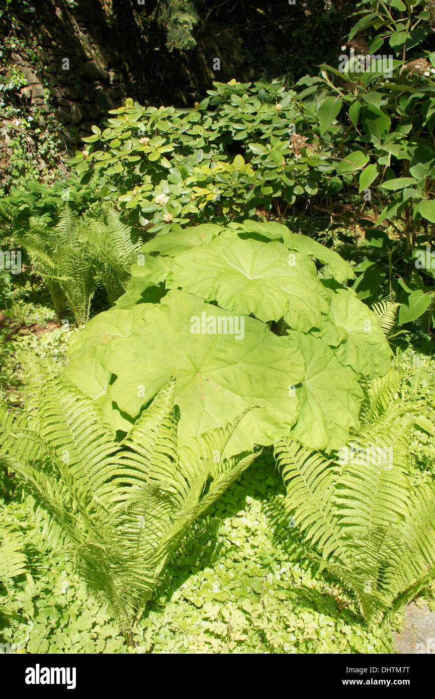 Rodgersia tabularis Stockfoto