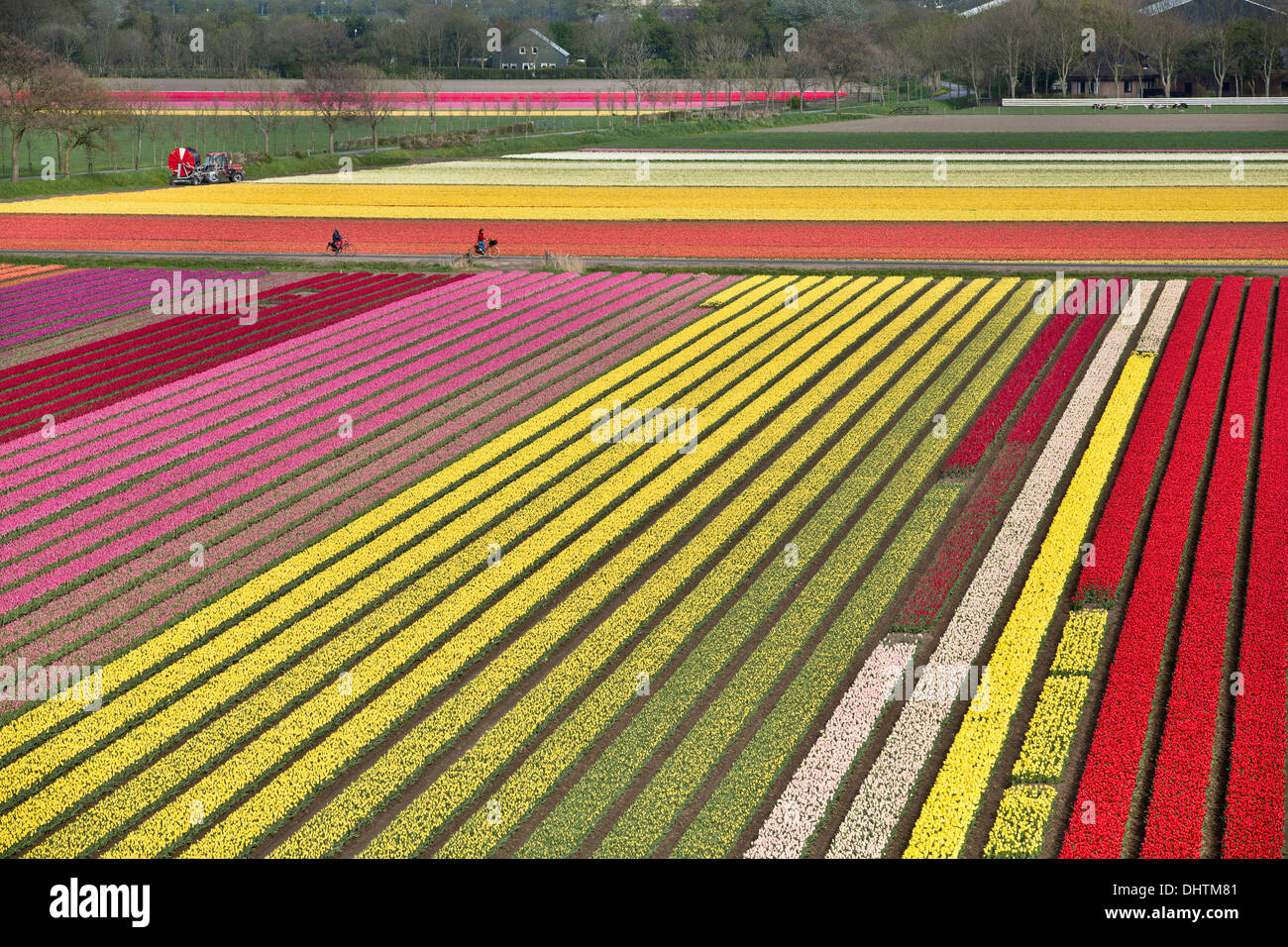 Niederlande, Krabbendam, Luftaufnahme von Tulpenfeldern. Zwei Radfahrer Stockfoto