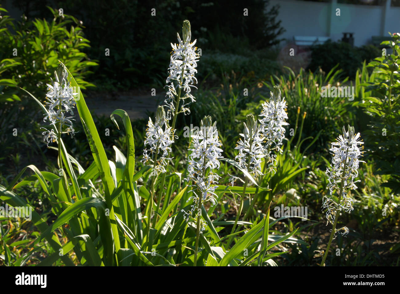 Camassia Stockfoto