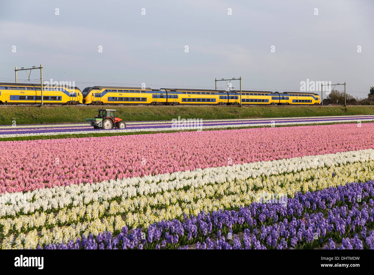 Niederlande, Vogelenzang, blühende Hyazinthen. Zug vorbei. Landwirt arbeiten auf dem Land mit Traktor Stockfoto