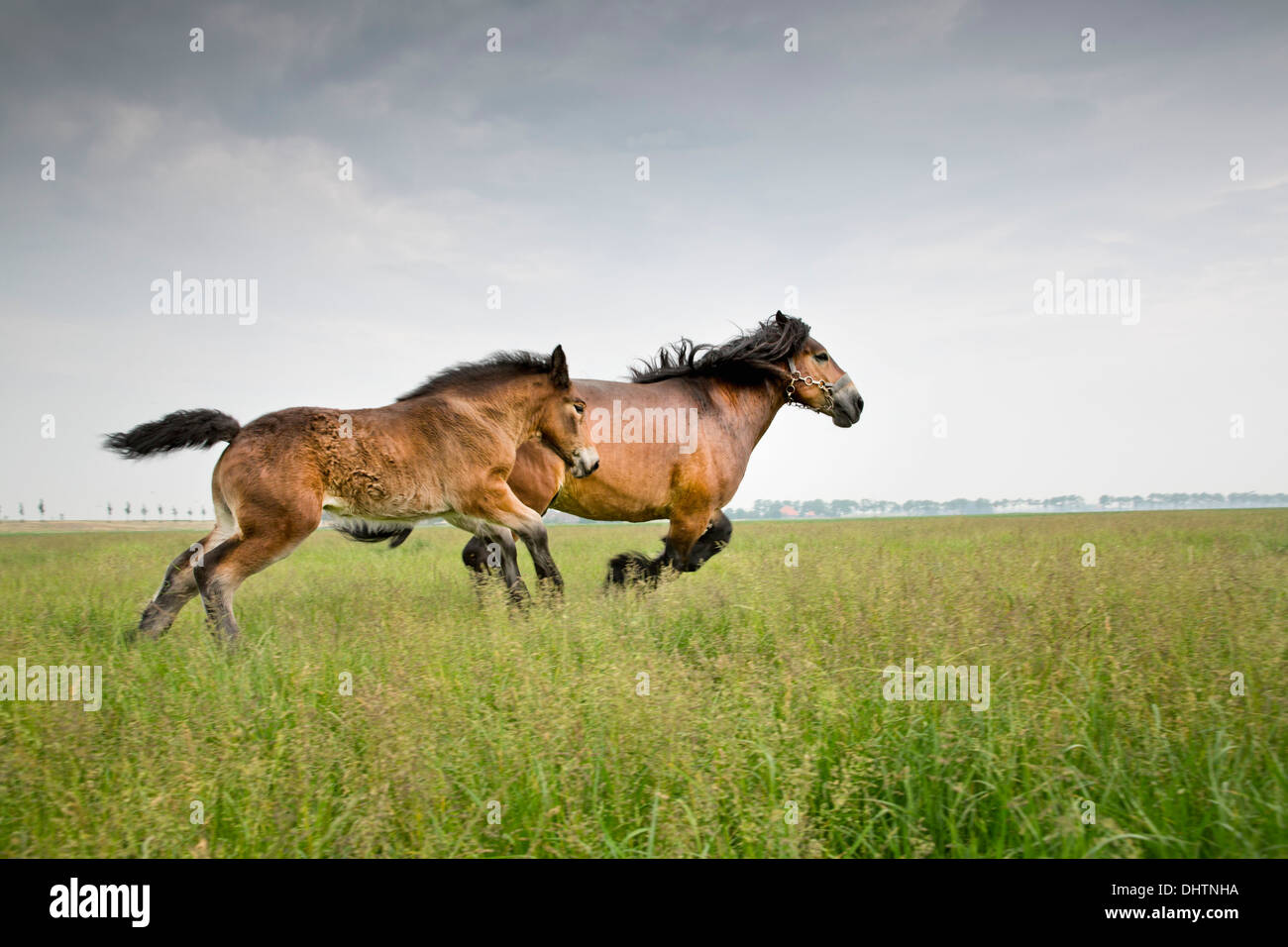 Niederlande, Noordbeemster, Beemster Polder, UNESCO-Weltkulturerbe. Belgische oder Zeeland Zugpferde Stockfoto