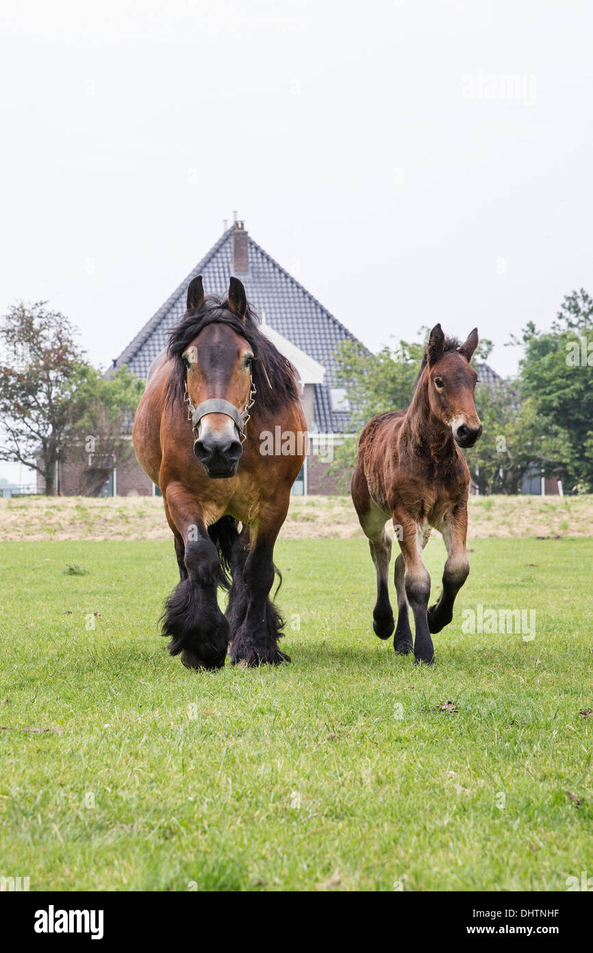 Niederlande, Noordbeemster, Beemster Polder, UNESCO-Weltkulturerbe. Belgische oder Zeeland Zugpferde Stockfoto