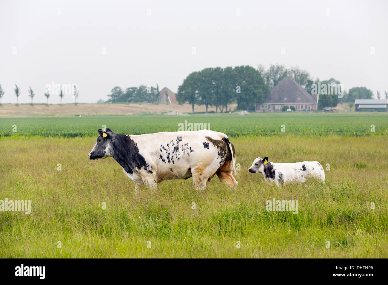 Niederlande, Noordbeemster, Beemster Polder, UNESCO-Weltkulturerbe. Belgian Blue Kuh, Kalb und Mutter Stockfoto Niederlande, Noordbeemster, Beemster Polder, UNESCO-Weltkulturerbe. Belgian Blue Kuh, Kalb und Mutter Stockfoto