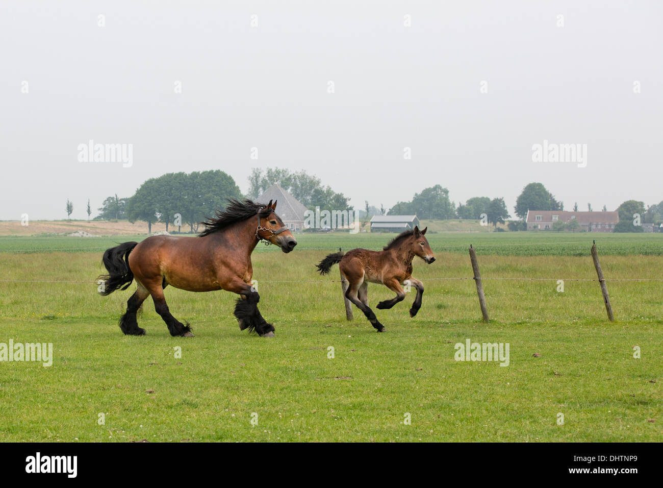 Niederlande, Noordbeemster, Beemster Polder, UNESCO-Weltkulturerbe. Belgische oder Zeeland Zugpferde Stockfoto