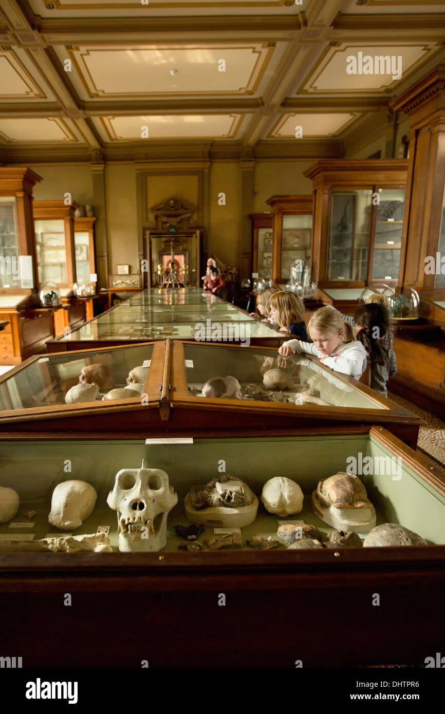 Niederlande, Haarlem, Teylers Museum, Kinder betrachten die prähistorischen Erbe Stockfoto