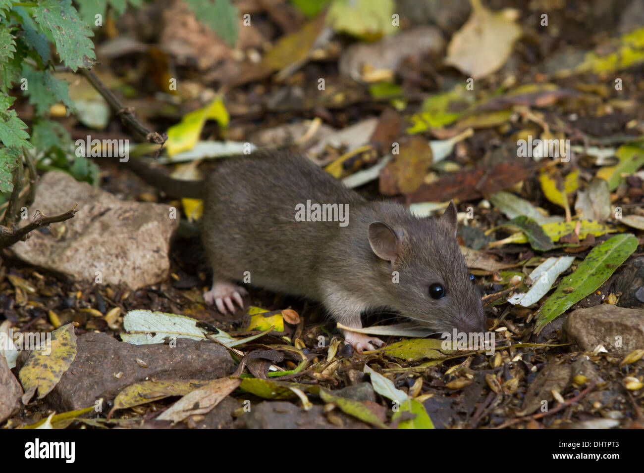 neu weened braune Ratte (Rattus Norvegicus) Stockfoto