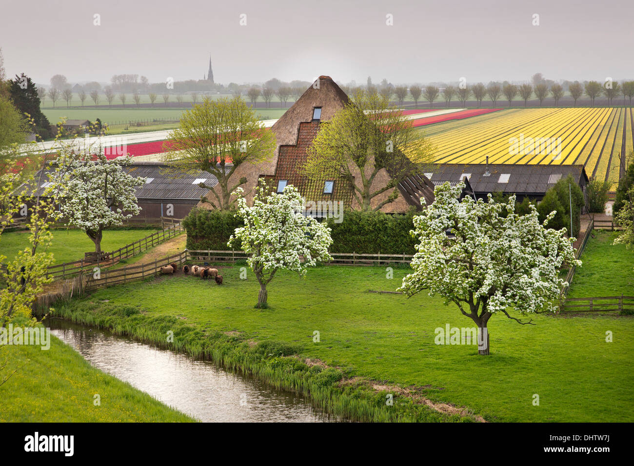 Niederlande, einem, typischer Bauernhof Stolpboerderij in Beemster Polder genannt. Blühende Tulpenfelder Stockfoto
