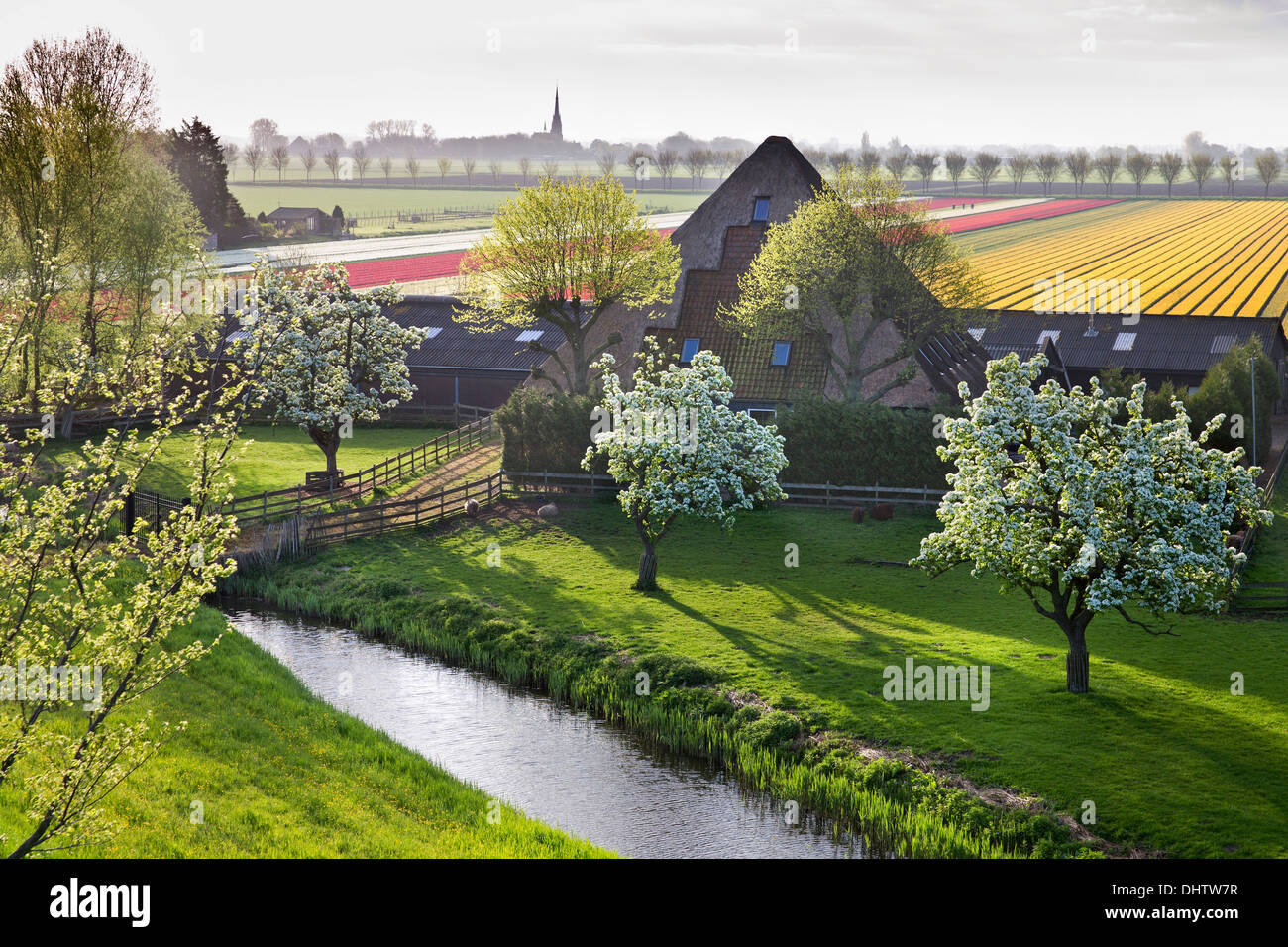 Niederlande, einem, typischer Bauernhof Stolpboerderij in Beemster Polder genannt. Blühende Tulpenfelder Stockfoto