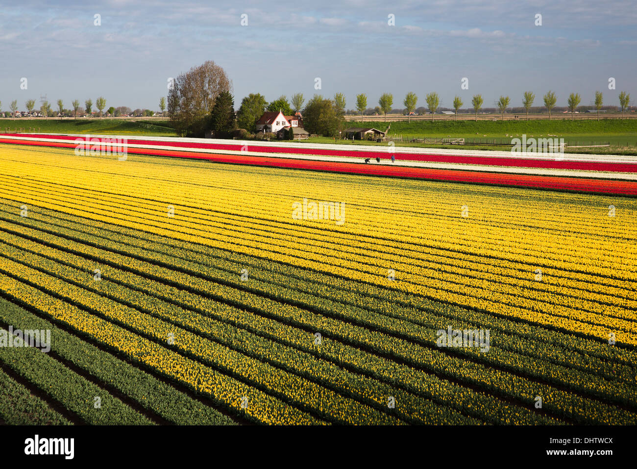 Niederlande, einem, Beemster Polder. Blühende Tulpenfelder. Bauern-Inspektion-Lampen auf Viren, UNESCO Stockfoto