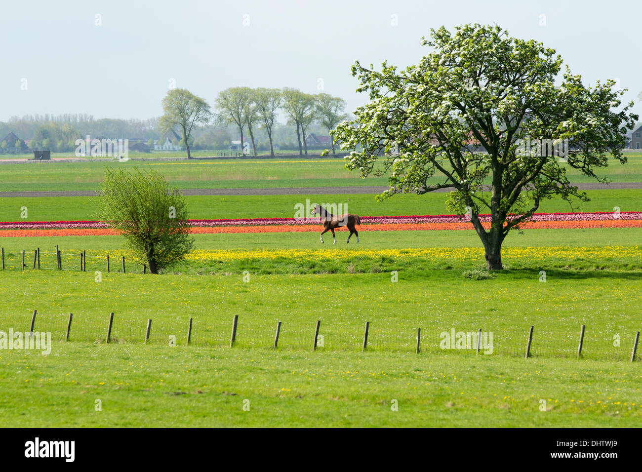 Niederlande, Noordbeemster, Beemster Polder, ein UNESCO-Weltkulturerbe. Blühende Tulpenfelder und Pferd laufen Stockfoto