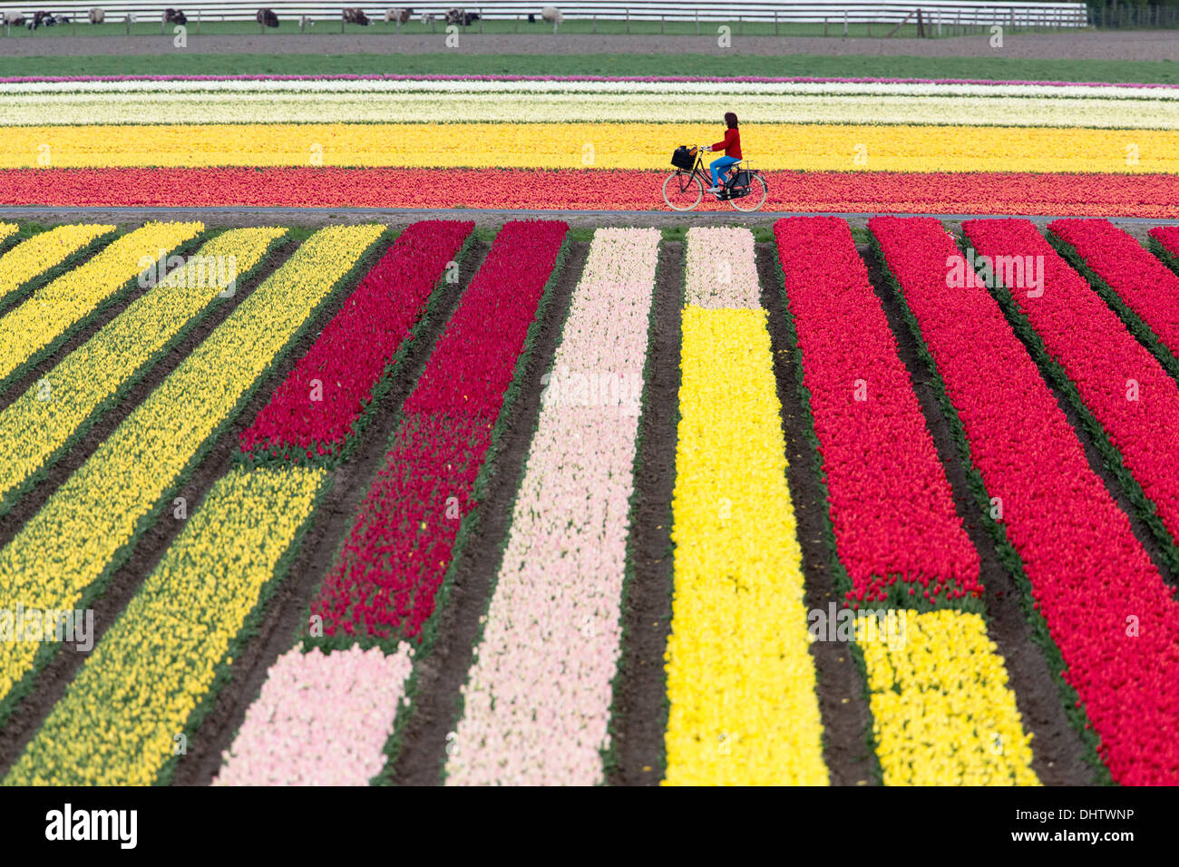 Niederlande, Krabbendam. Blühende Tulpenfelder. Frau, Radrennfahrer Stockfoto