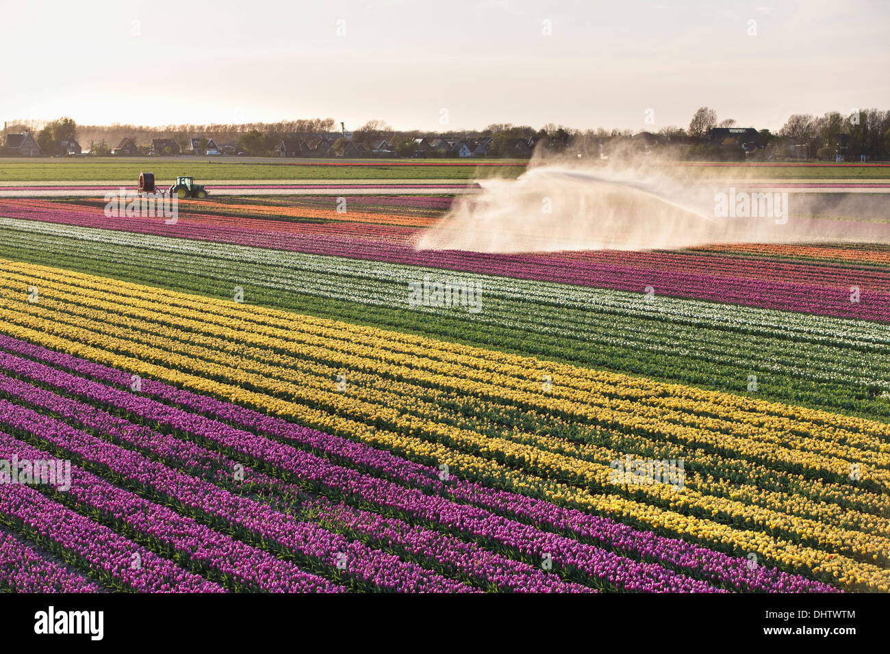 Niederlande, Krabbendam. Blühende Tulpenfelder. Sprinkler Stockfoto