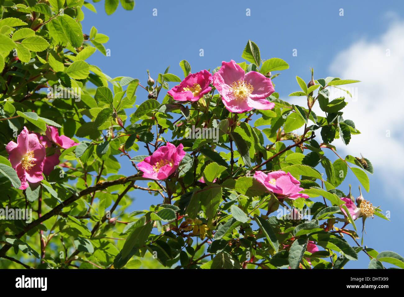 Bergrose Rosa Pendulina Stockfotos & Bergrose Rosa Pendulina Bilder - Alamy