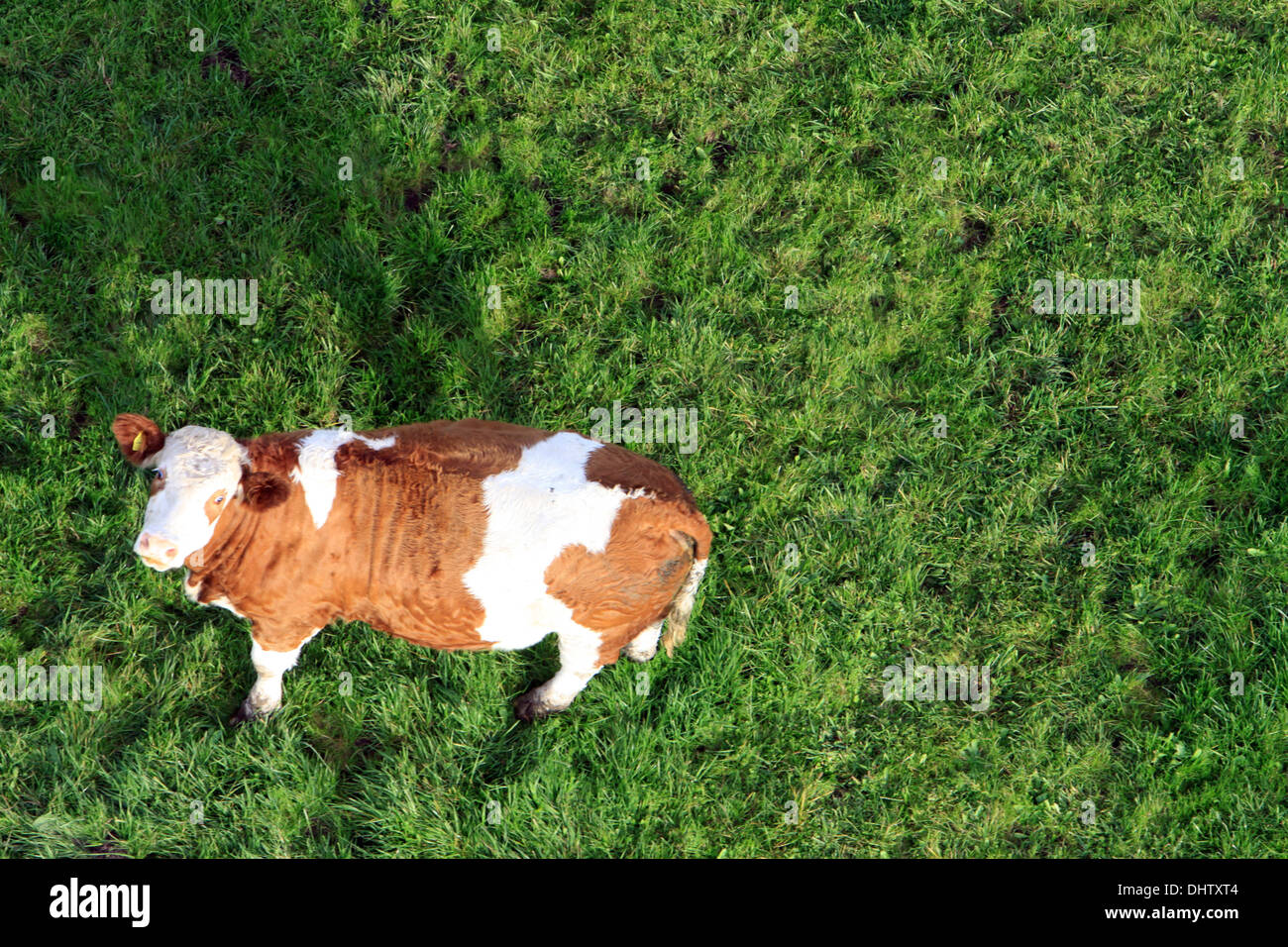 Kuh auf der Wiese, Ansicht von oben Stockfoto