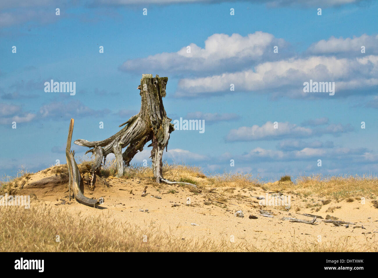 toter Baum Stockfoto