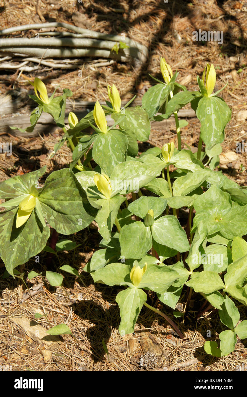 Gelbe woodlilies Stockfoto