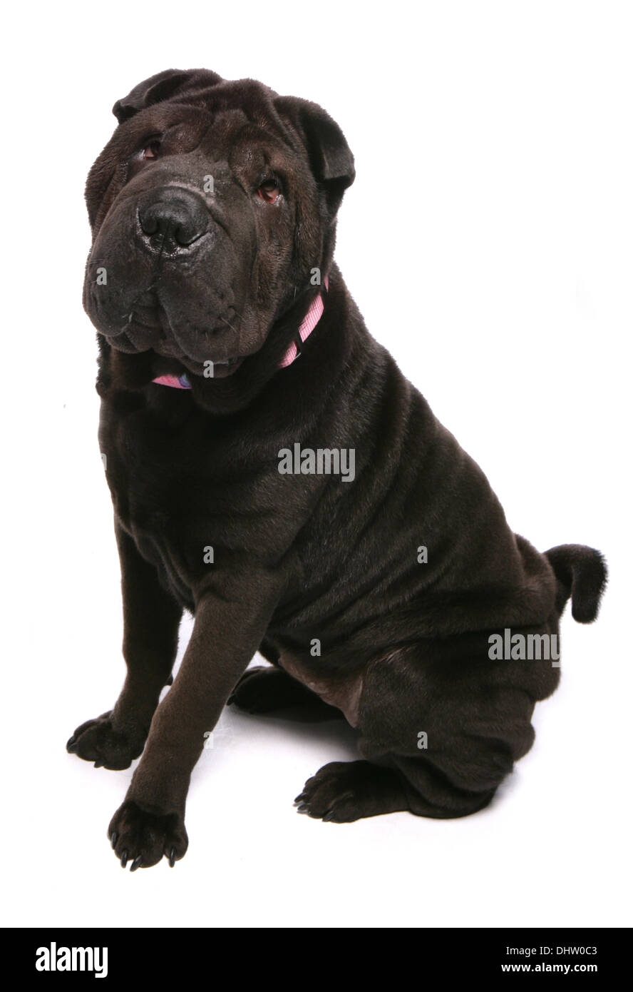 Shar-pei Hund alleinstehende Erwachsene sitzen in einem studio Stockfoto