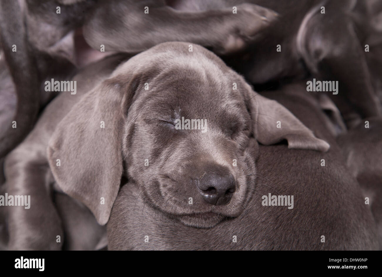 Blaue Weimaraner einzelne Welpen schlafen in einem studio Stockfoto