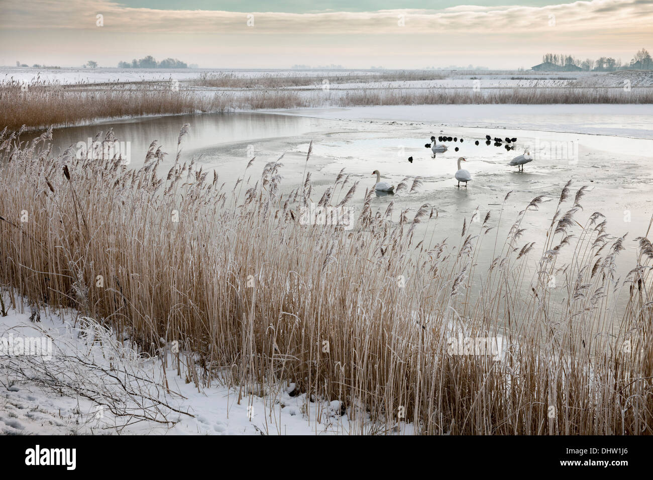 Niederlande, Broek in Waterland. Polder genannt Volgermeerpolder. Naturschutzgebiet. Ehemalige Mülldeponie. Vögel im Teich. Winter Stockfoto