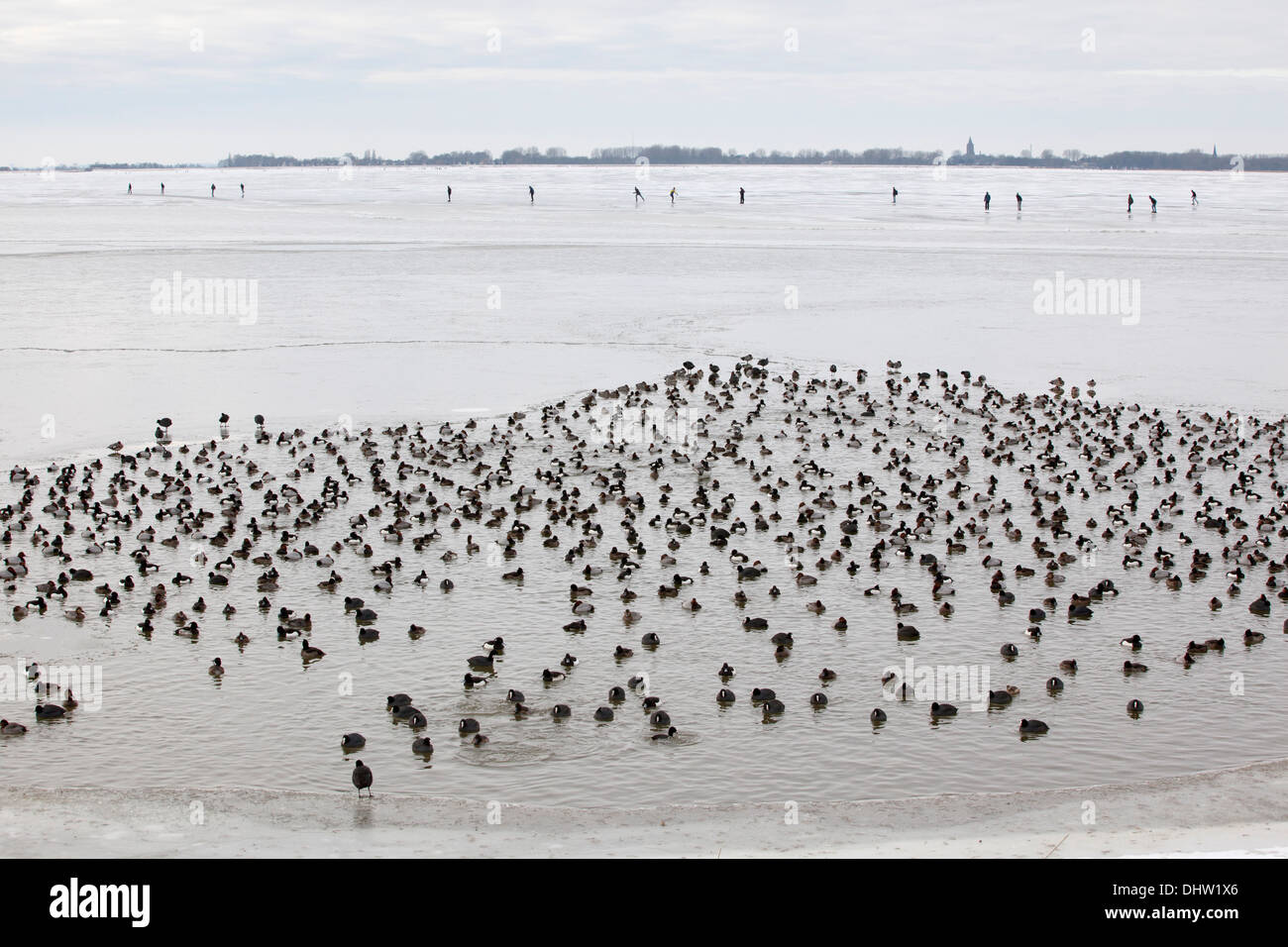 Niederlande, Marken, verschiedene Enten in Loch in das Eis des Sees genannt Gouwzee, Teil des IJsselmeer. Winter. Hintergrund-Skater Stockfoto