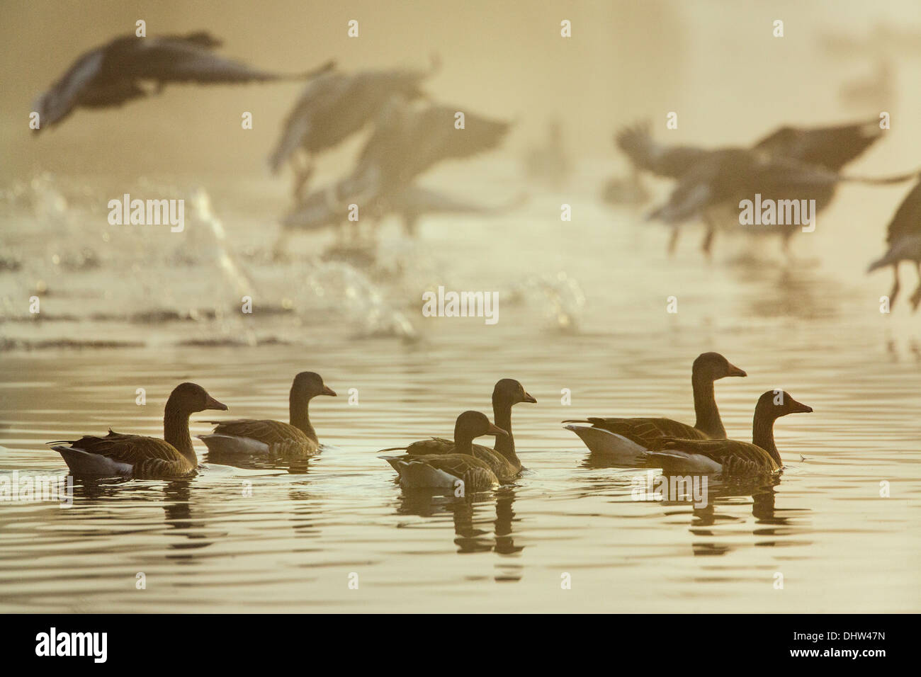 Niederlande, Ankeveen, Seen namens Ankeveense Plassen. Graugänse oder Graugänse im Morgennebel. Stockfoto