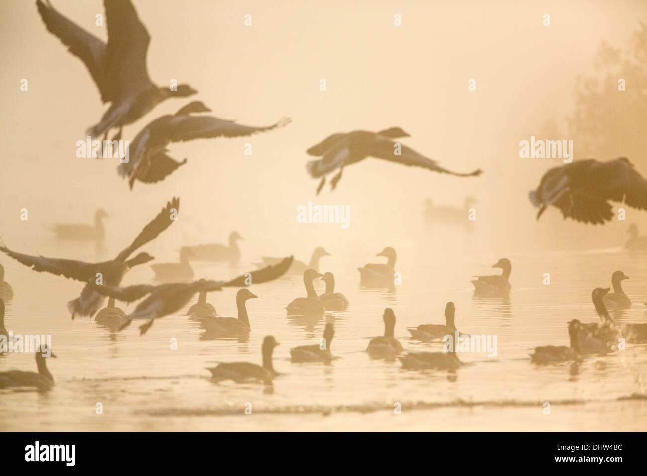 Niederlande, Ankeveen, Seen namens Ankeveense Plassen. Graugänse oder Graugänse im Morgennebel. Stockfoto