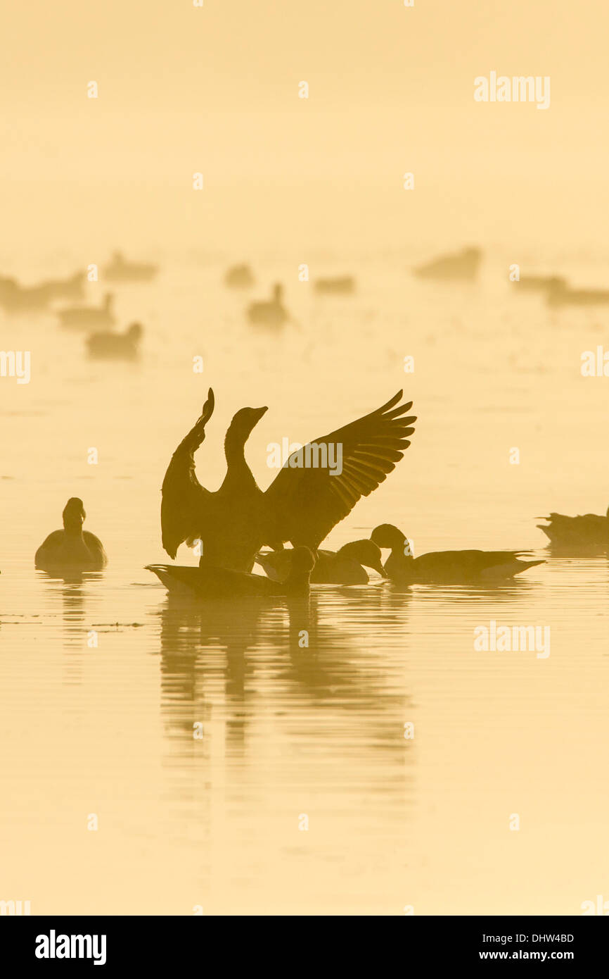 Niederlande, Ankeveen, Seen namens Ankeveense Plassen. Graugänse oder Graugänse im Morgennebel. Stockfoto