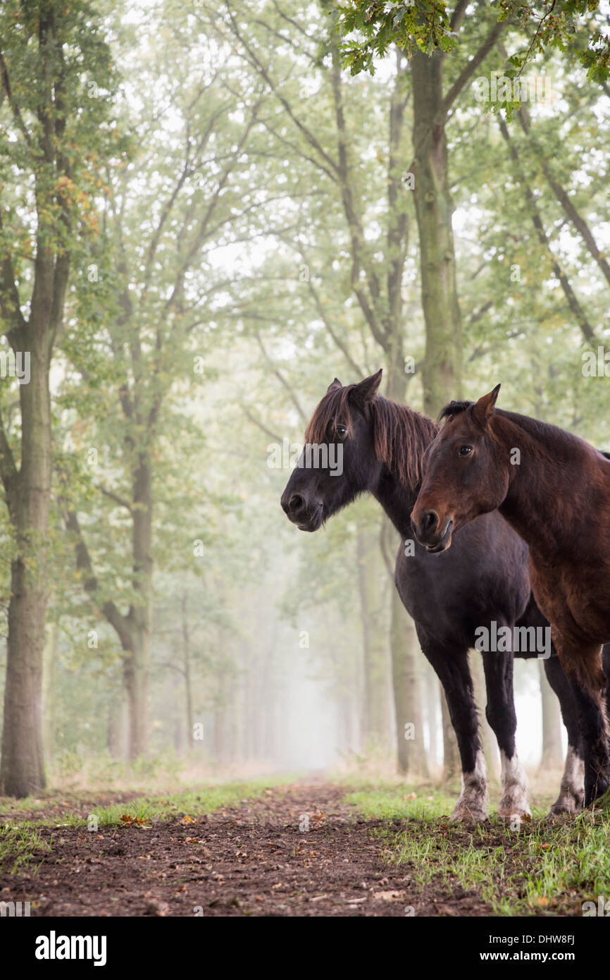 Niederlande,'s-Graveland. Landgut namens Gooilust. Friesenpferde zwischen Bäumen. Morgennebel Stockfoto