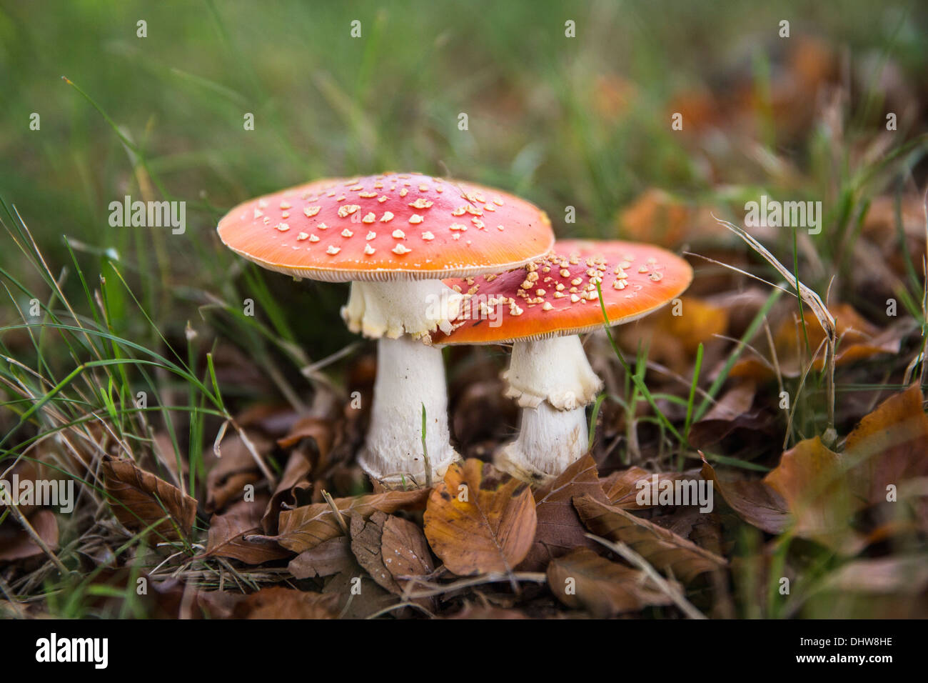 Niederlande, 's-Graveland, Spanderswoud ländlichen Anwesen. Herbst. Pilz Fly, Fly Agaric. Stockfoto
