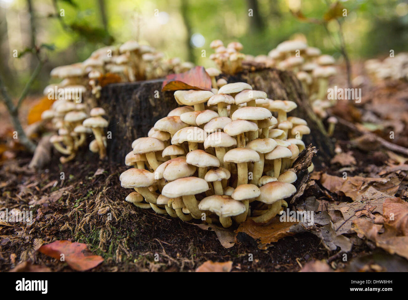 Niederlande,'s-Graveland, Pilze auf Baumstamm Buche Stockfoto