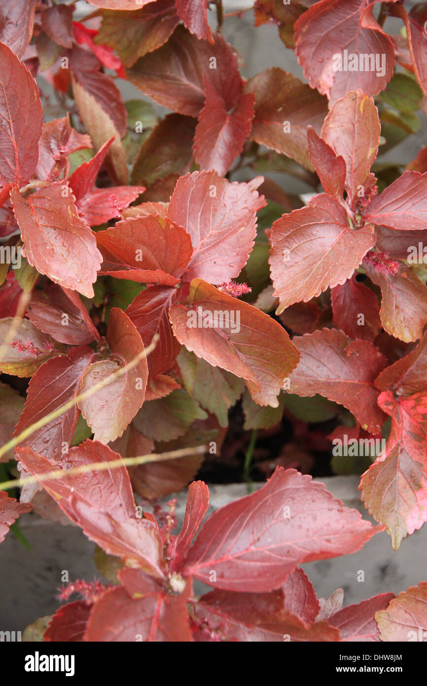 Die roten Blätter im Garten, es kann einen schönen Hintergrund. Stockfoto