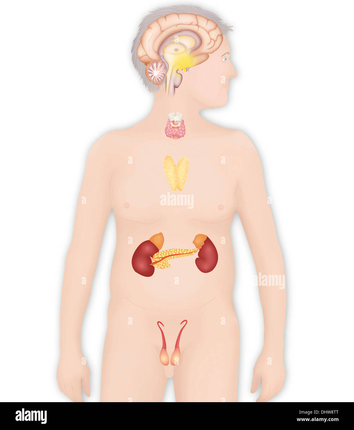 ENDOKRINE DRÜSE, ILLUSTRATION Stockfoto