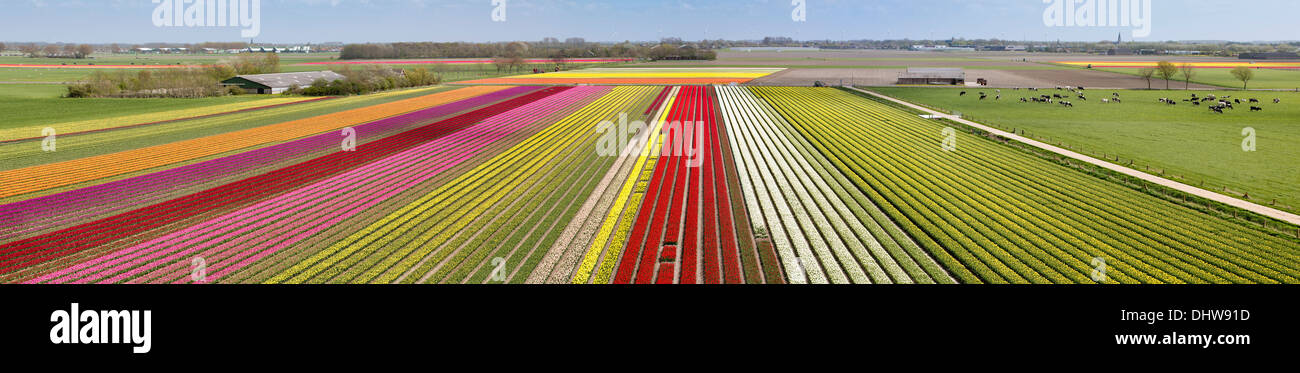 Niederlande, Krabbendam. Panoramablick über blühende Tulpenfelder. Luftbild Stockfoto