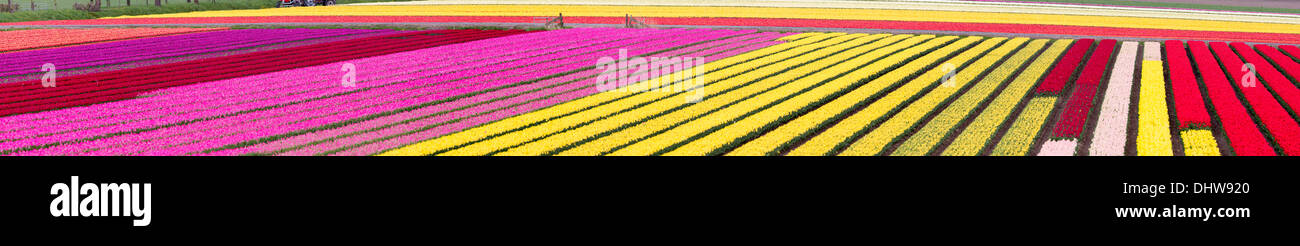 Niederlande, Krabbendam. Panoramablick über blühende Tulpenfelder. Stockfoto